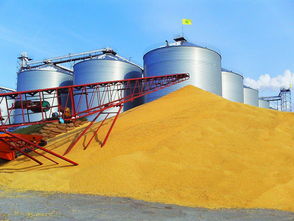 九三集团北安大豆收购忙 助推大豆制品与矿产化工产业协同发展